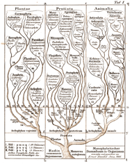 Haeckel levensboom